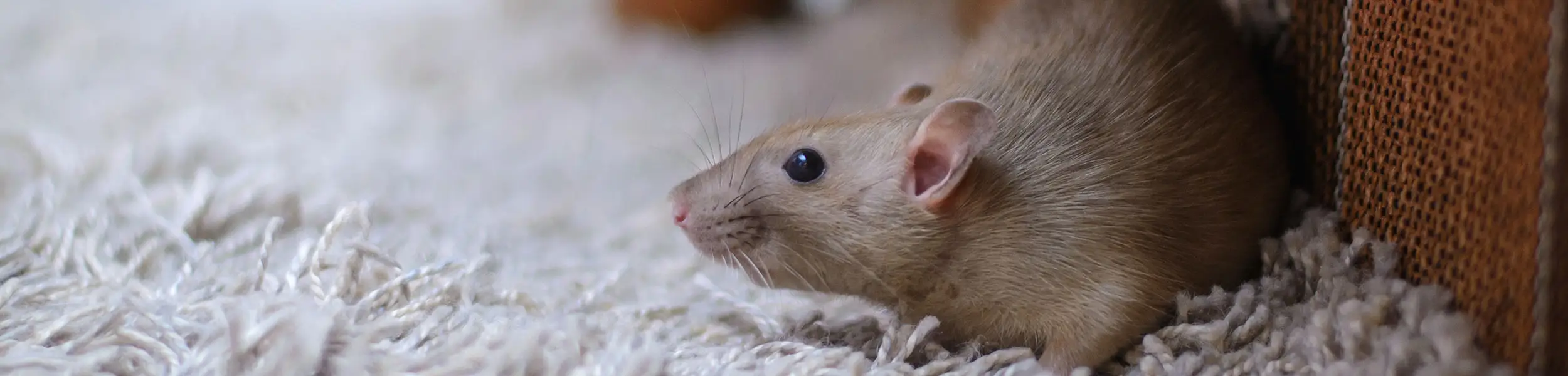 Closeup of a mouse walking on white carpet | Exceptional Wildlife Removal in Virginia