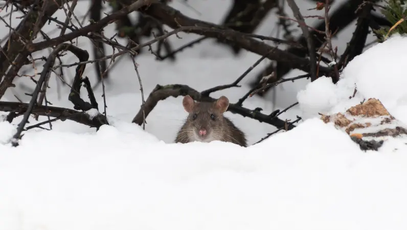 A mouse in the snow. Rodents and other pests take shelter in your home during the winter. Find out how to keep pests out of your home from Xceptional Wildlife Removal.