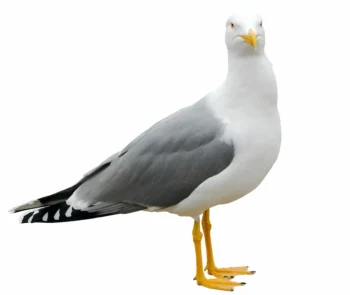 White seagull on a white background
