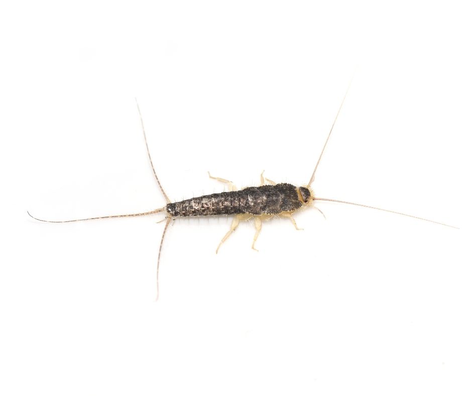 Silverfish on a white background