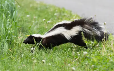 skunk runs away in front yard of maryland home
