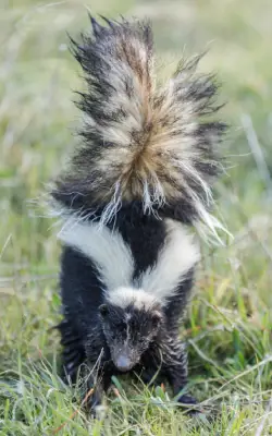 skunk in backyard getting ready to spray