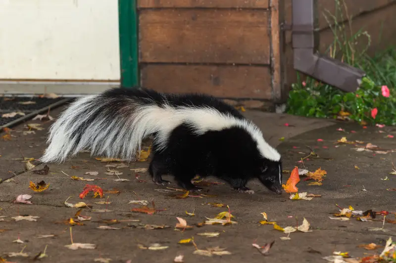 Why Are Raccoons and Skunks Active in Winter?