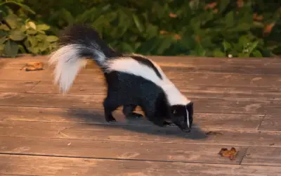 skunk on deck in backyard of home