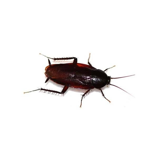 Smoky brown cockroach on a white background