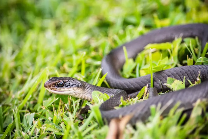 A gray snake in the grass ready to strike