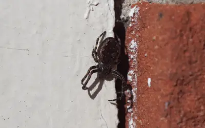 Spider squeezes into crack to get inside home, ready for Xceptional Wildlife's pest removal services.