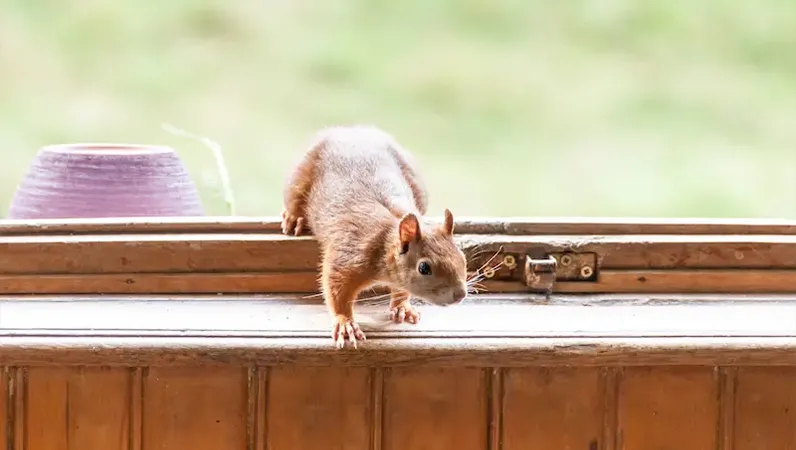 Squirrel in the window of a home.