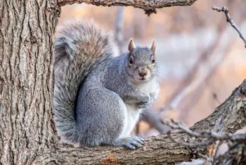 A fat gray squirrel sitting in a tree. Squirrel control services from Xceptional Wildlife removal can help you deal with a squirrel problem