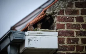 Small hole in roof that grants squirrels easy access to your home.