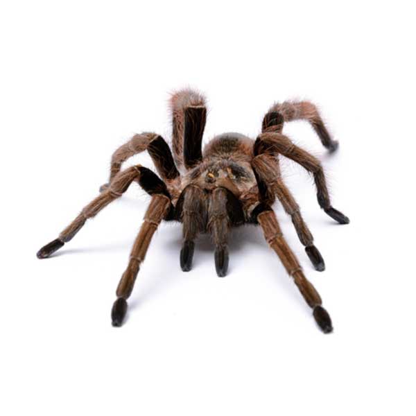 Tarantula on a white background