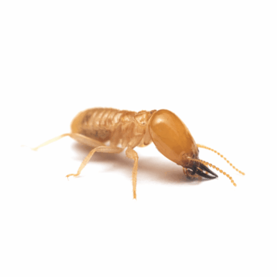 Yellow termite on a white background