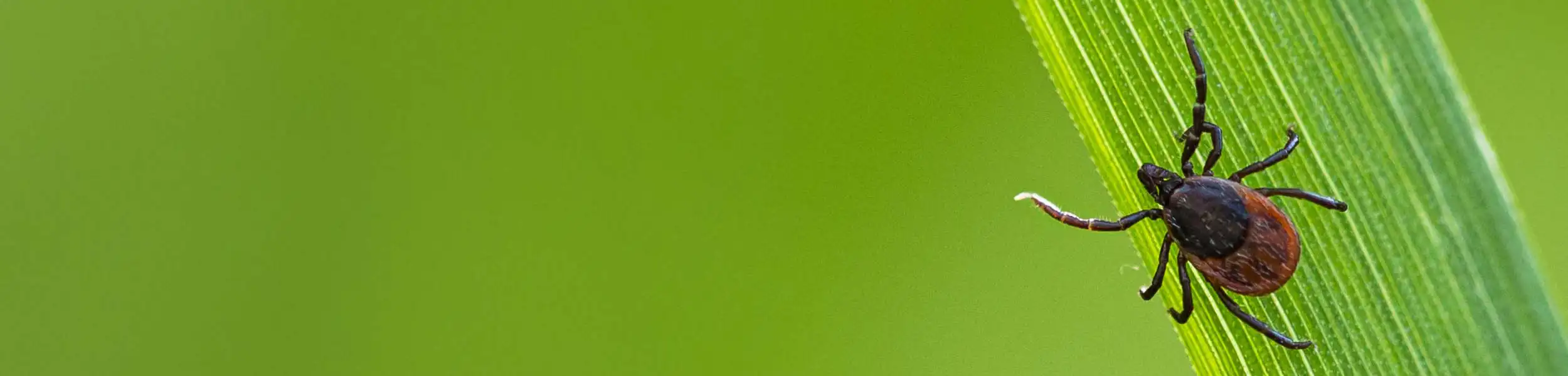 Tick crawling on a blade of grass | keep fleas and ticks away from your home with Xceptional Wildlife Removal