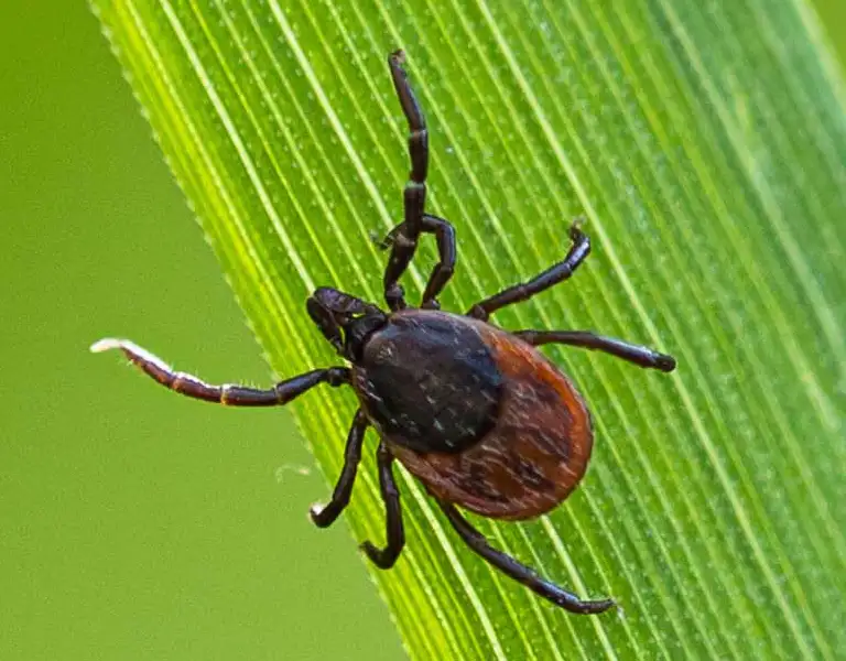Tick crawling on a blade of grass | keep fleas and ticks away from your home with Xceptional Wildlife Removal