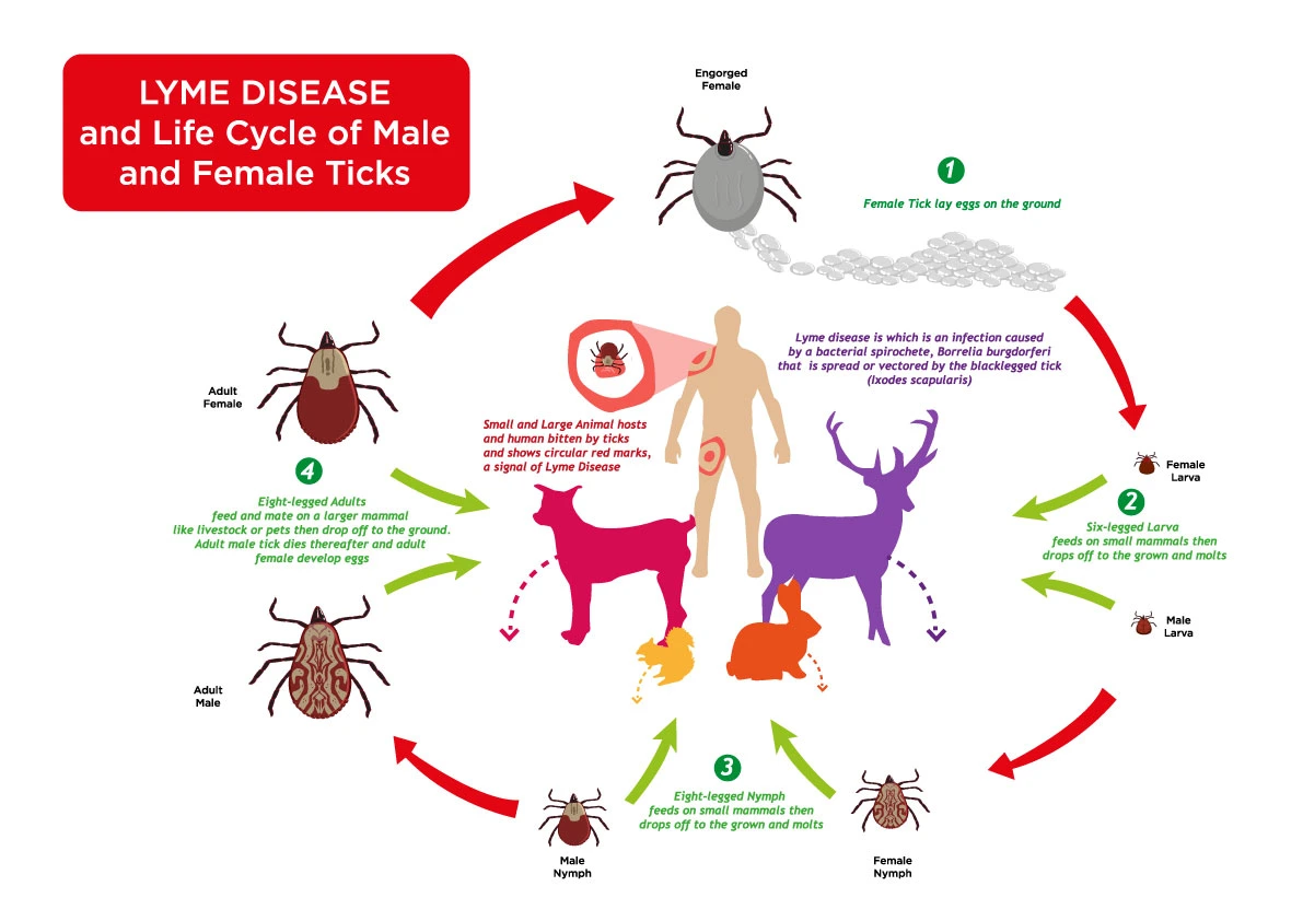 Life cycle of an ant infographic