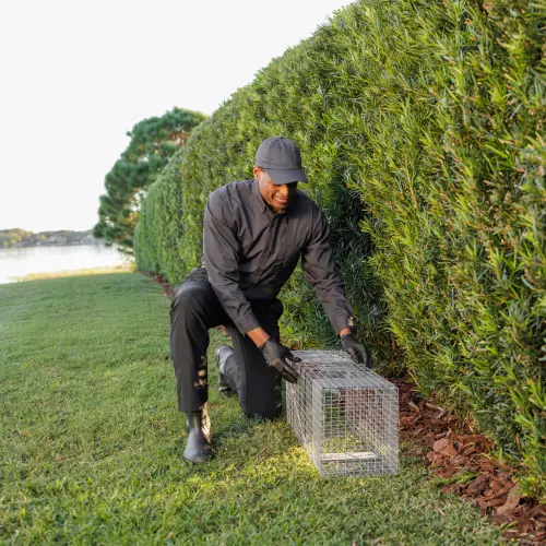 An Xceptional Wildlife Removal technician places a wildlife trap in a residential yard