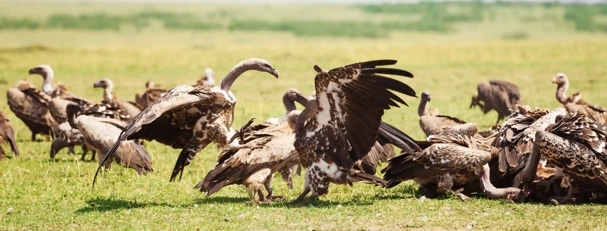 Flock of turkey vultures in a field