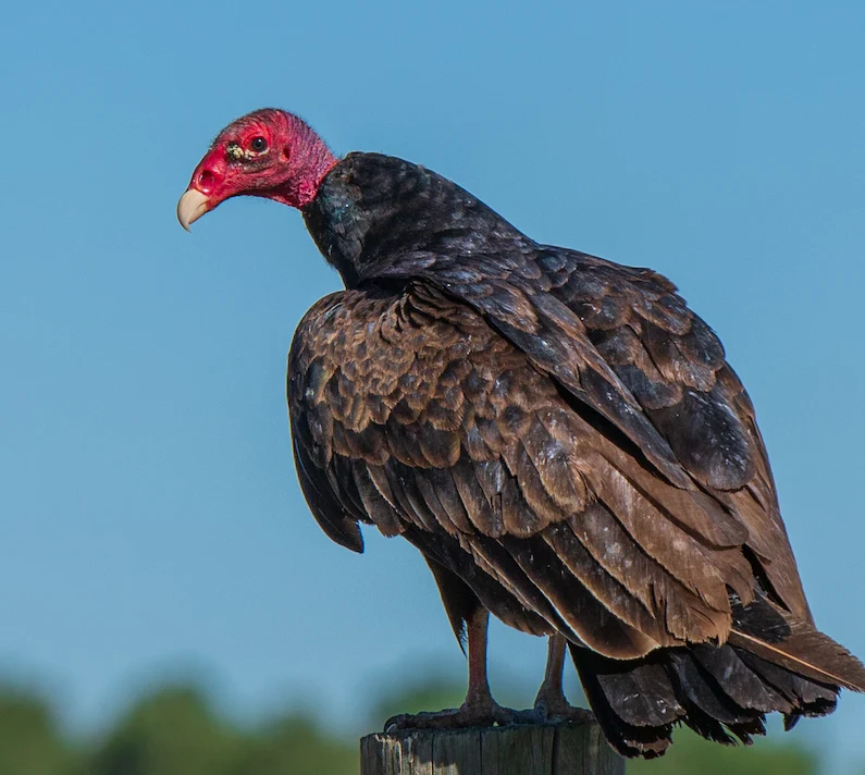 Turkey vulture searched on a wooden post