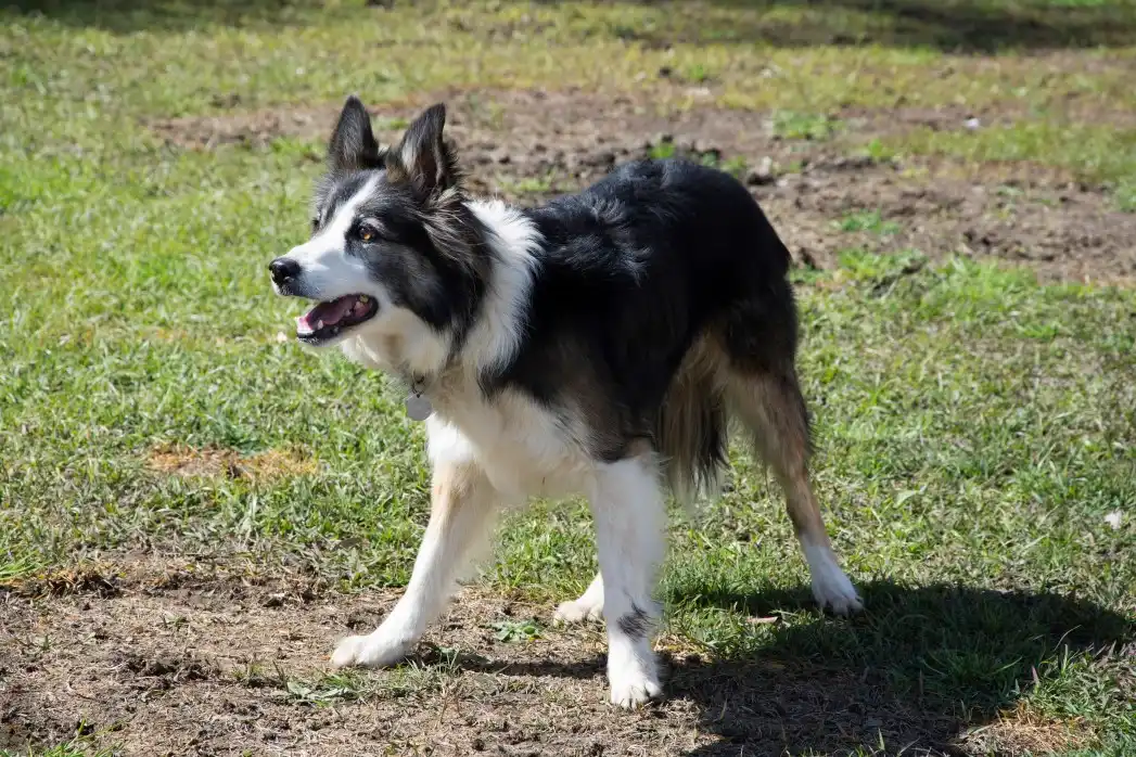 Border collie in a grass field