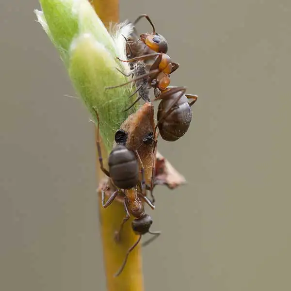 Close up of velvety tree ants crawling on a blade of grass