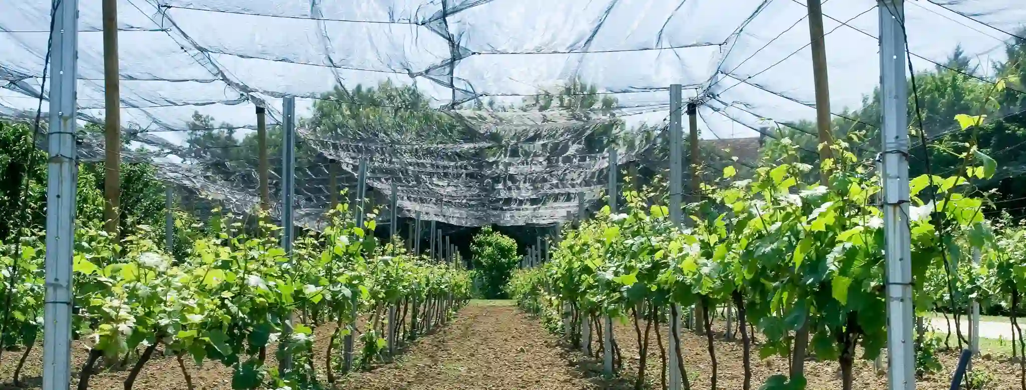 Bird netting in place above a vineyard
