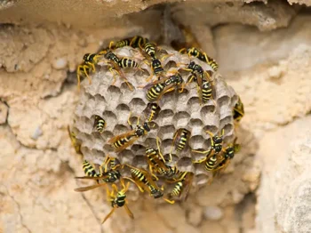 Wasps crawling over nest