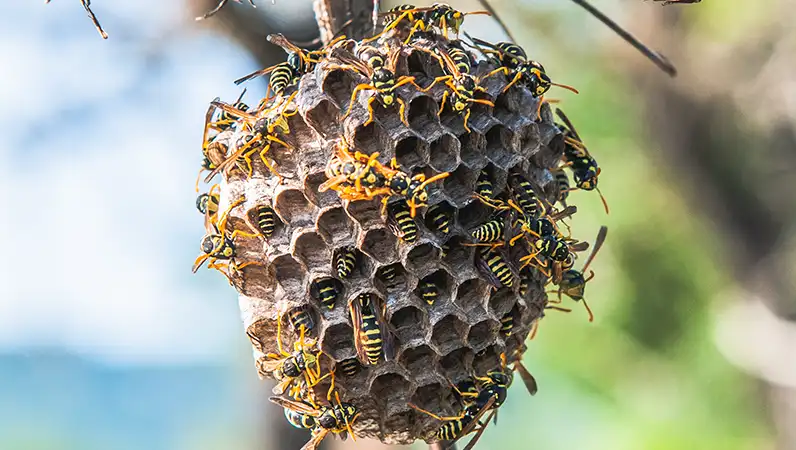 Preventing Stinging Insects from Nesting on Your Property