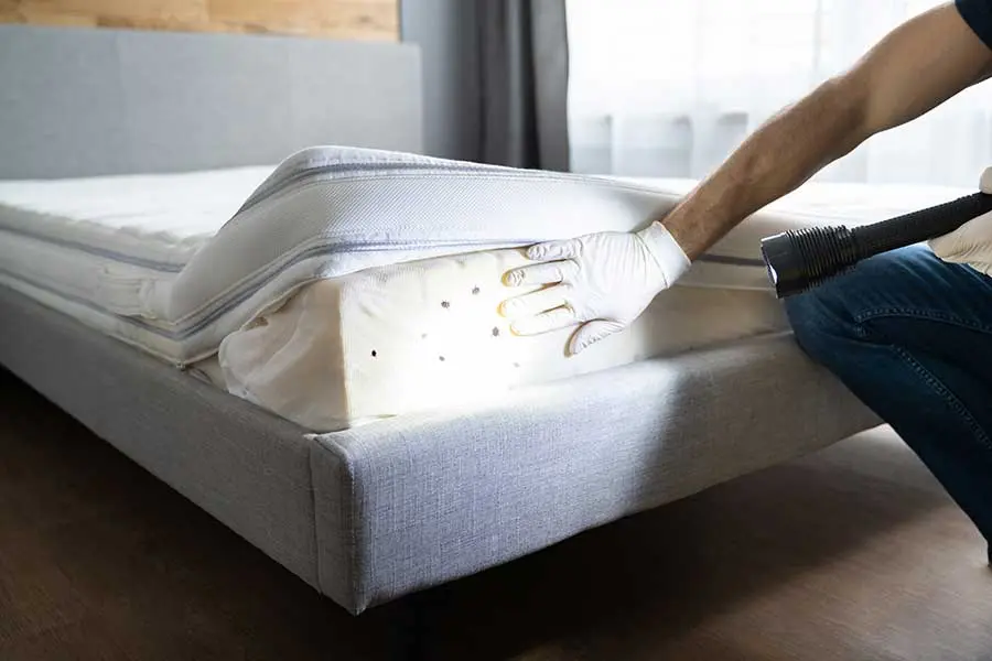 Person with gloved hand inspecting bed bugs in the inner foam of a mattress