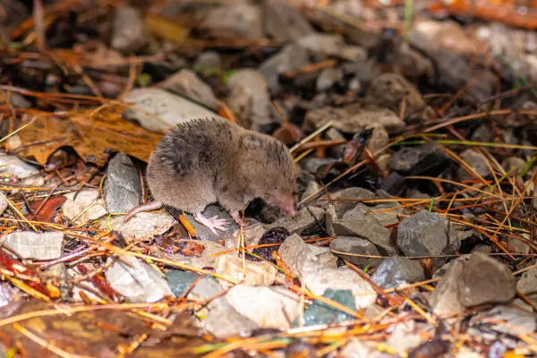A gray mouse on the ground among scattered pebbles and fallen leaves.