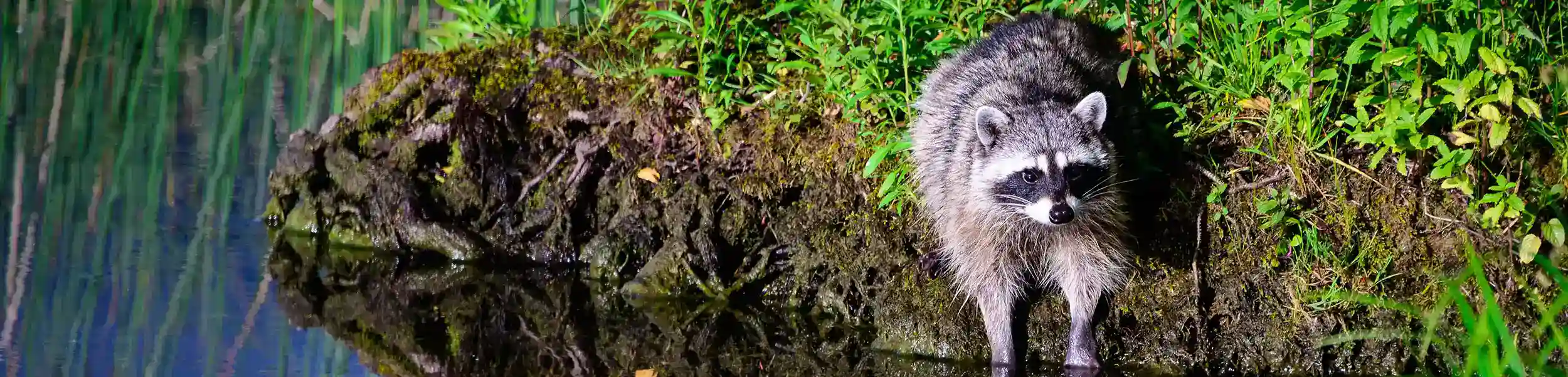 Raccoon on the bank of a pond