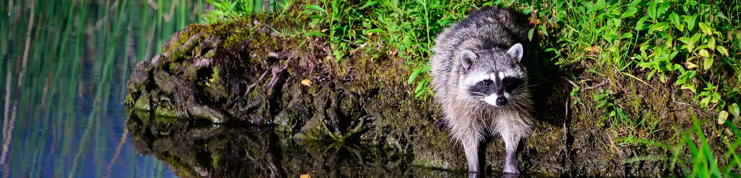 Raccoon on the bank of a pond