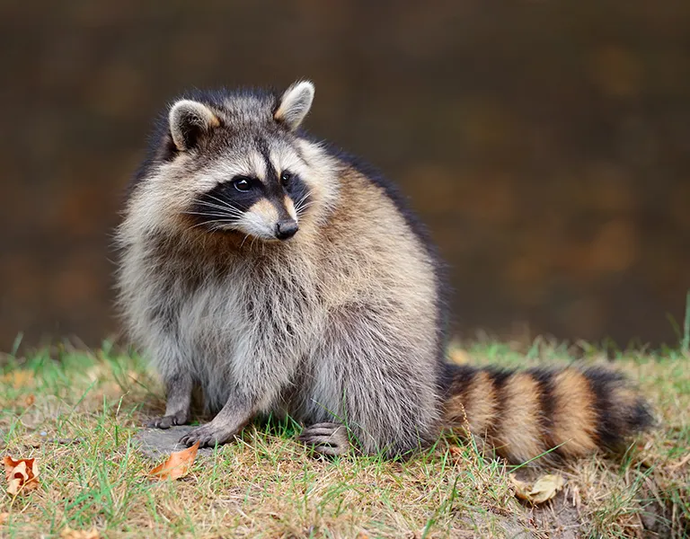 A raccoon sits on green grass, looking to the side