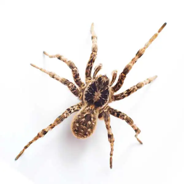 Wolf spider on a white background