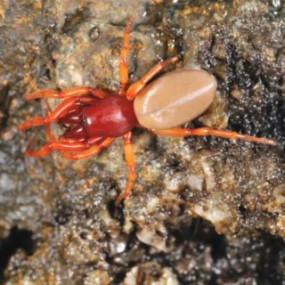 Woodlouse spider on a rocky surface