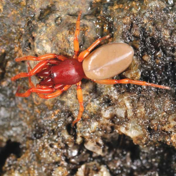 Woodlouse spider on a rocky surface