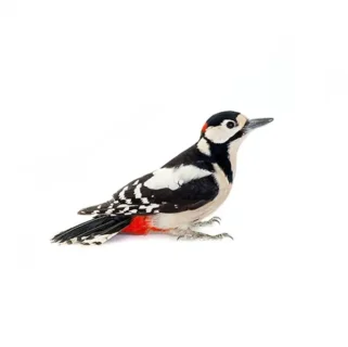 Woodpecker against a white background - Keep woodpeckers away from your home with Xceptional Wildlife Removal in Virginia