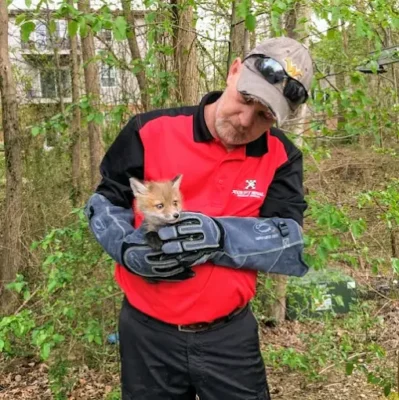 Xceptional Wildlife Removal tech holding a baby fox