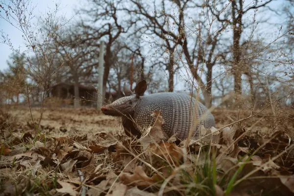 An armadillo amongst trees and leaves