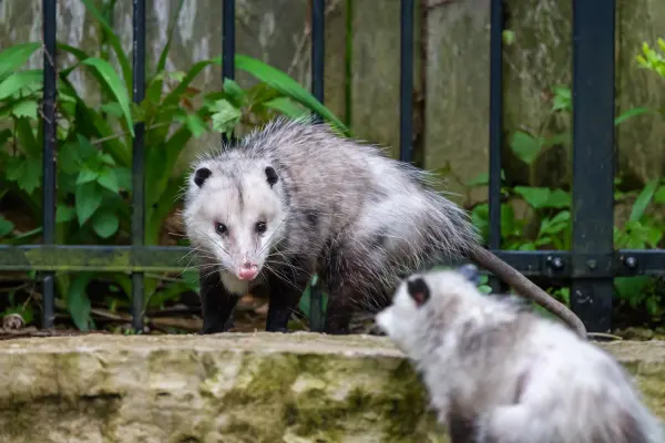 Two possums on a ledge in a garden