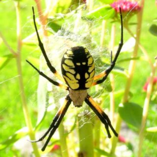 Yellow garden spider hanging from a web in a bush