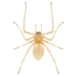 Yellow sac spider on a white background
